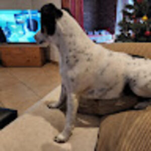 Meet your Posher, Eid